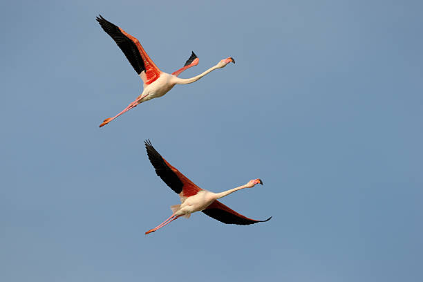 istock Two Greater Flamingo flying in formation against blue sky. 472372116