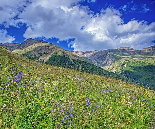 istock Flowers in the mountain 472372248