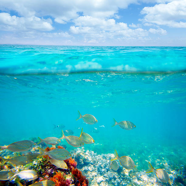 istock Mediterranean underwater with salema fish school 472372424