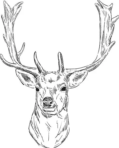 Vector illustration of fallow deer