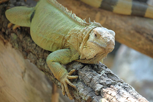 istock Iguana dragon on the wood 472373836