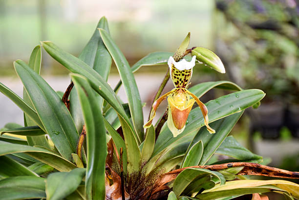 lady-sapato - ladyslipper imagens e fotografias de stock