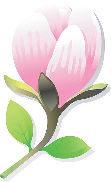 magnoliaflower - dekorative stock-grafiken, -clipart, -cartoons und -symbole