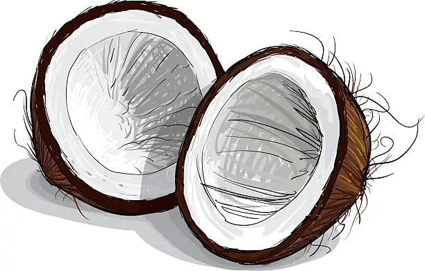 Vector illustration of Coconut Sketch