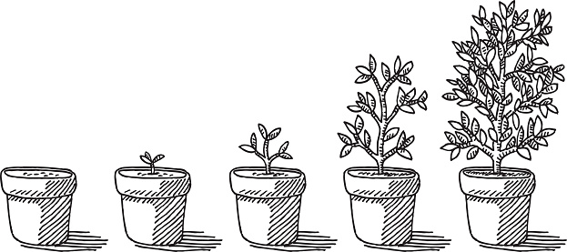 Hand-drawn vector drawing of a Potted Plant Growing Timelapse. Black-and-White sketch on a transparent background (.eps-file). Included files are EPS (v10) and Hi-Res JPG.