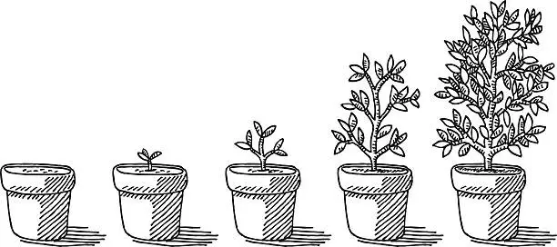 Vector illustration of Potted Plant Growing Timelapse Drawing