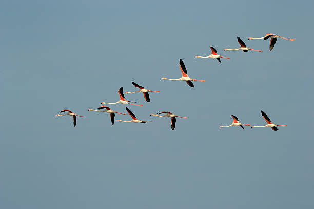 istock Group of Greater Flamingo flying 472377010
