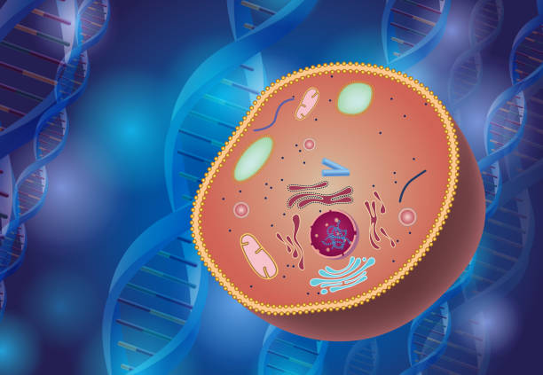 cell anatomie - nucleolus stock-grafiken, -clipart, -cartoons und -symbole