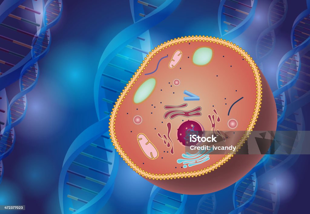 Cellule Anatomie - clipart vectoriel de Lysosome libre de droits