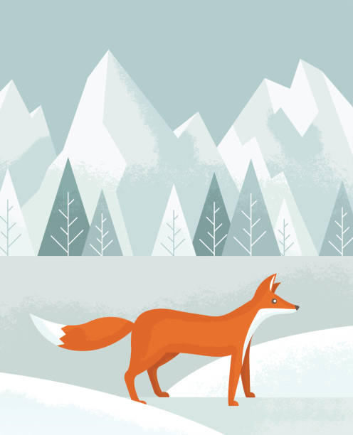 bildbanksillustrationer, clip art samt tecknat material och ikoner med winter fox - red fox snow