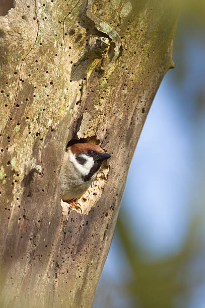 Eurasian Tree Sparrow looking out of nesting hole stock photo