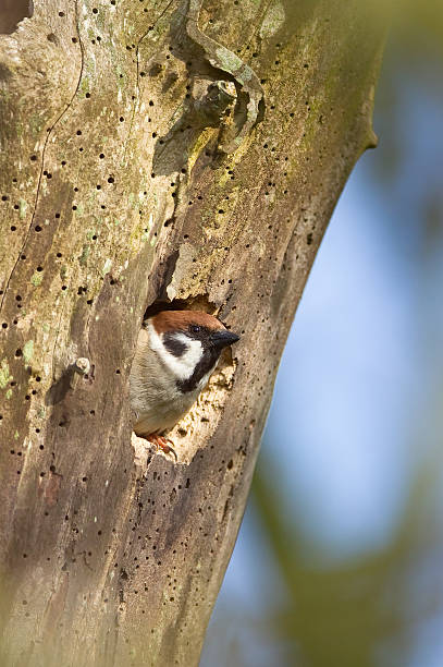 евразийская дерево воробей, наслаждаясь nesting отверстия - tree sparrow стоковые фото и изображения