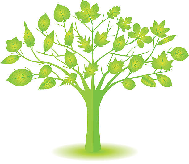 illustrazioni stock, clip art, cartoni animati e icone di tendenza di albero verde con vari leafs. - baumblätter