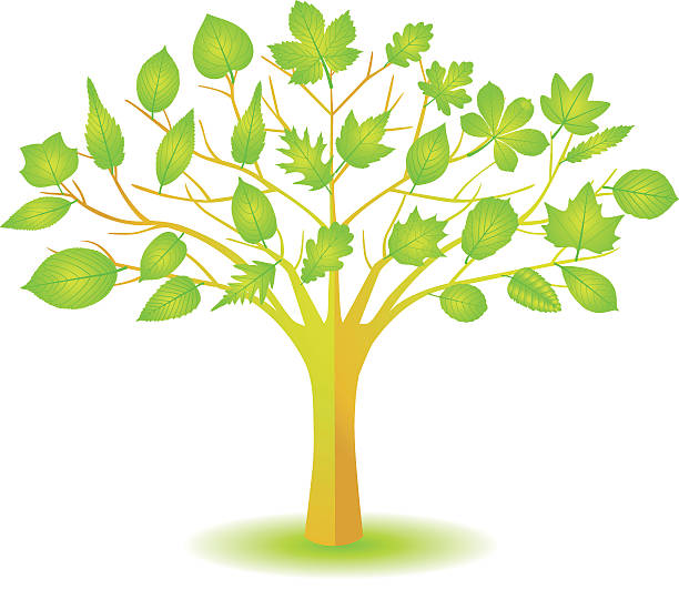 ilustraciones, imágenes clip art, dibujos animados e iconos de stock de árbol verde con varios leafs. - baumblätter