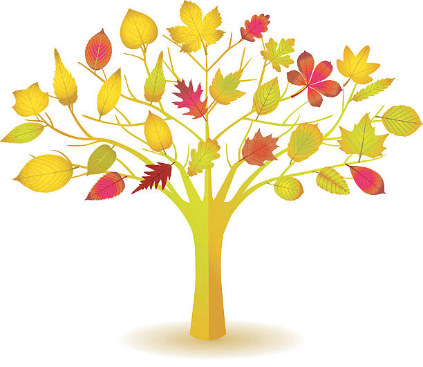 illustrazioni stock, clip art, cartoni animati e icone di tendenza di buon albero con autumnleafs. - baumblätter