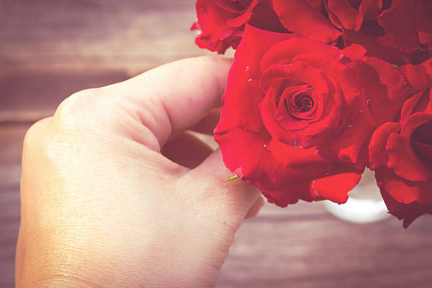 mão da mulher segurando vermelho rosas bouguet. - rose rosé women valentines day imagens e fotografias de stock