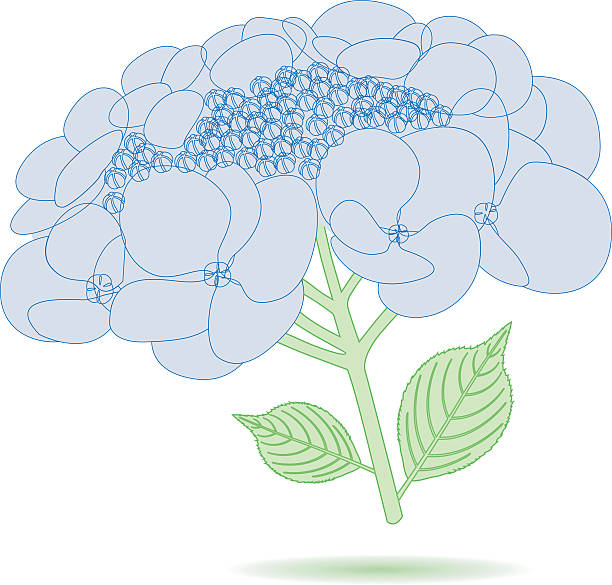 blue hortensia. - dekorative stock-grafiken, -clipart, -cartoons und -symbole