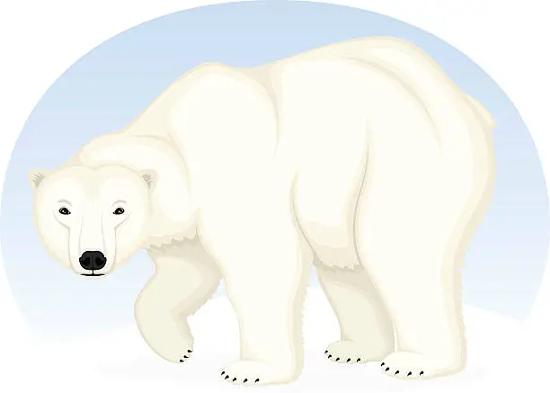 Vector illustration of Polar Bear