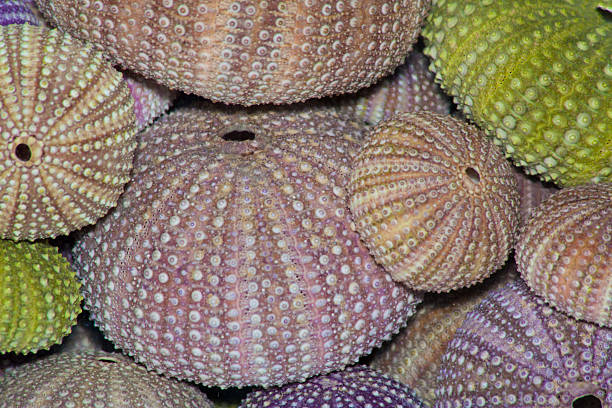 istock Background of sea urchins 472380976