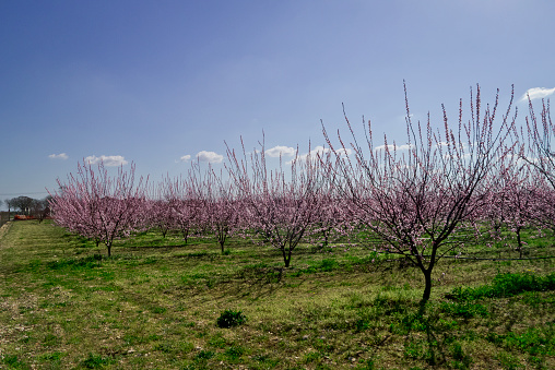 Flowering of the apricots plants in end of march at mediterranean climate of Puglia.