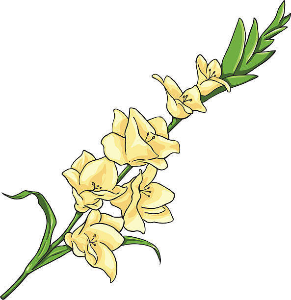 말풍선이 있는 격리됨에 벡터 일러스트레이션-노란색 gladiuolus - gladiolus stock illustrations