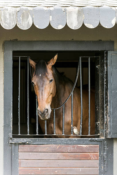 istock Horse Portrait with Sparrow Bird in Barn 472381992