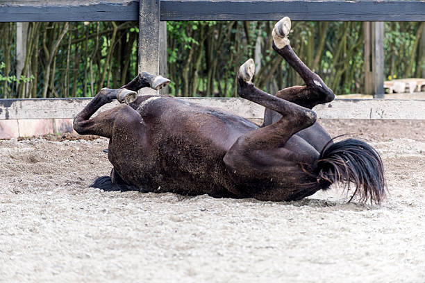 istock Black Horse rolling on the sand in paddock. 472382006