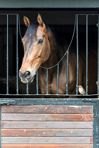 istock Horse Portrait with Sparrow Bird in Barn 472382024