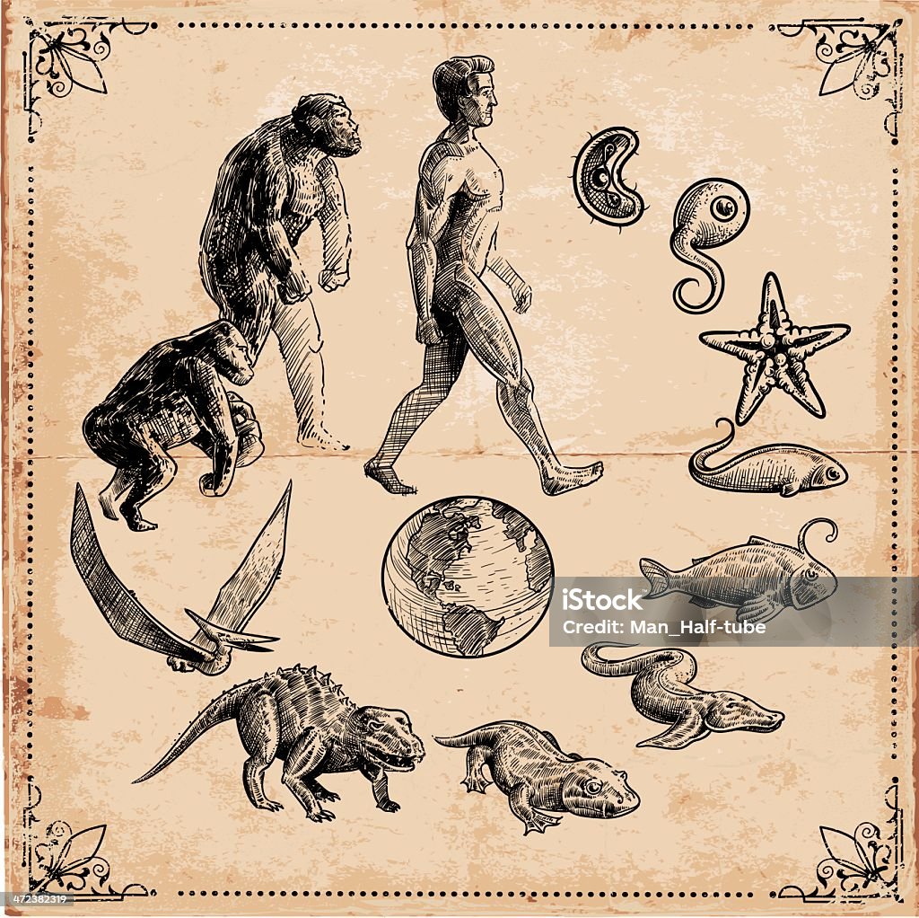 Evolution Des Lebens Stock Vektor Art und mehr Bilder von Evolution ...