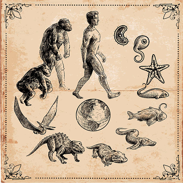 ilustraciones, imágenes clip art, dibujos animados e iconos de stock de evolución de la vida - animal body