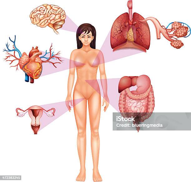 Female Body Stock Illustration - Download Image Now - The Human Body, Female Likeness, Human Cell