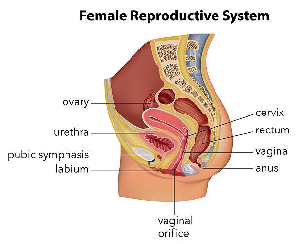 bildbanksillustrationer, clip art samt tecknat material och ikoner med female reproductive system - äggledare illustrationer
