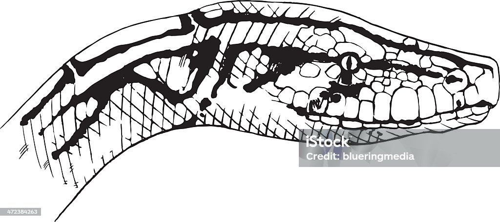 Indian Python Body Patterns Indian Python Stock Illustration - Download Image Now - Animal, Animal ...