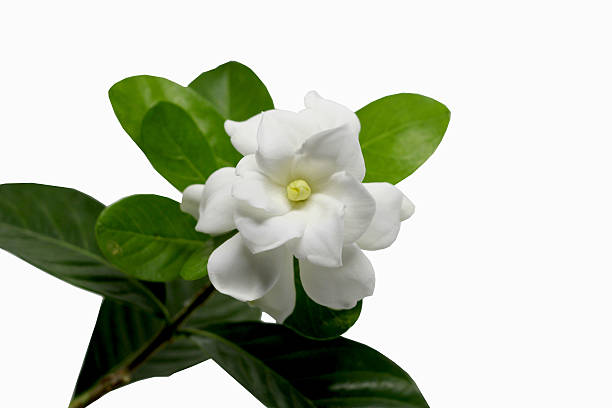 istock Gardenia jasminoides 472385308