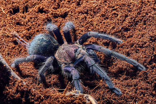 istock tarantula Phormictopus sp purple 472385668