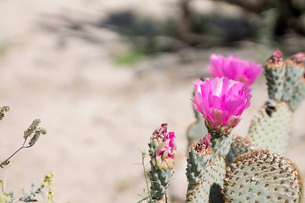 istock Anza Borrego Desert Landscape 472385874