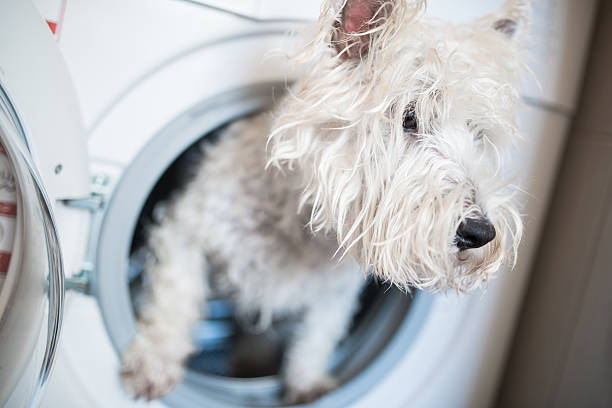 istock Dog after washing 472386296