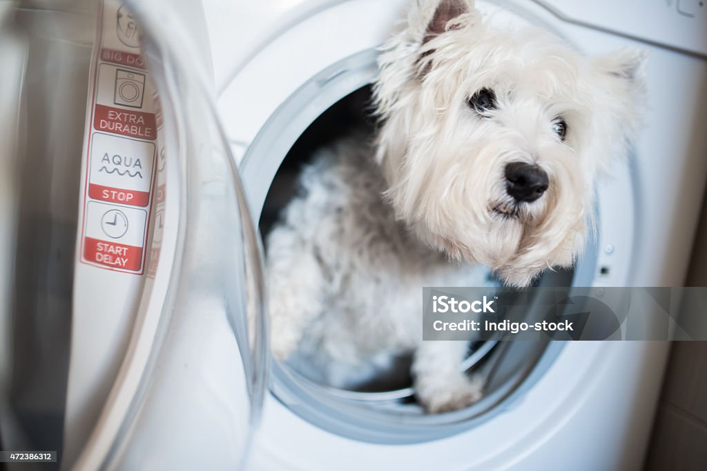 Dog after washing Westie in the washing machine 2015 Stock Photo