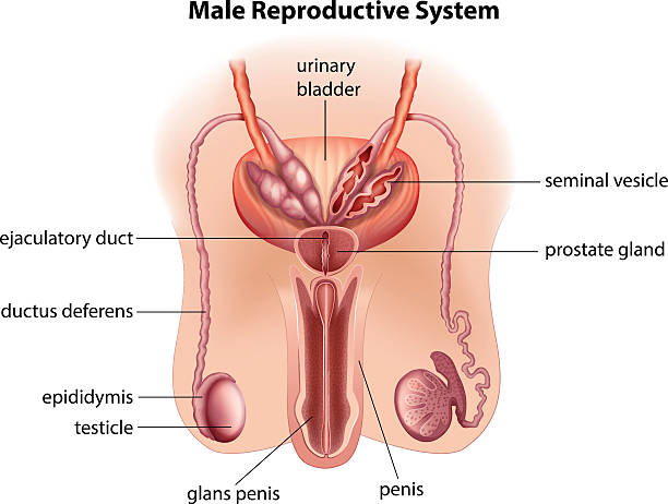анатомия репродуктивной системы у мужчин - головка пениса иллюстрации stock illustrations