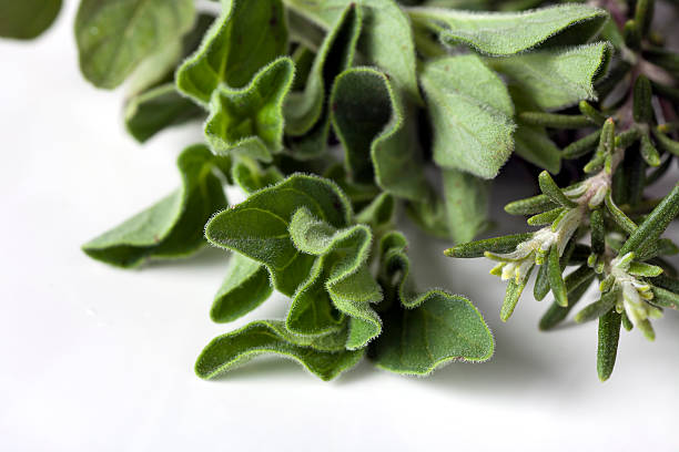 istock Marjoram and Rosemary 472386488