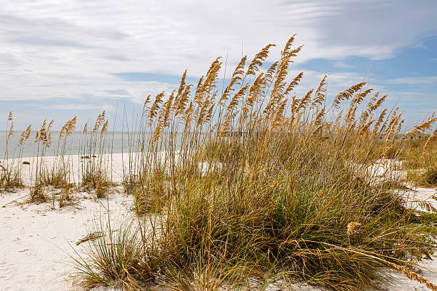 istock Reed grasses on Gasparilla Island FL 472386820