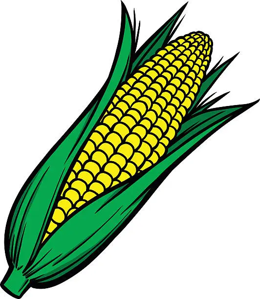 Vector illustration of Illustrated corn on the cob with green and yellow