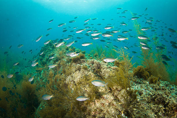 istock School of Fish in the Pacific Ocean 472387554