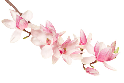 Closeup beautiful Magnolia flowers, white background with copy space, full frame horizontal composition