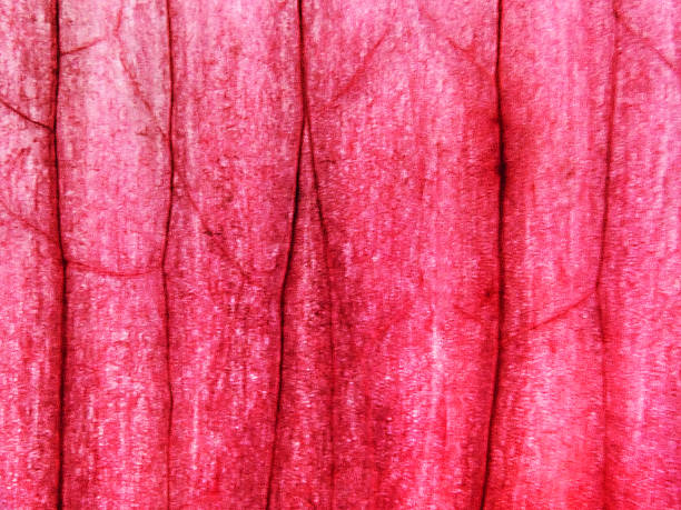 A vibrant macro abstract of a red onion skin. Abstract texture nature background image.