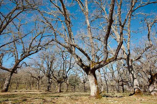 Bosque en Oak tree Cabaneros park, España photo