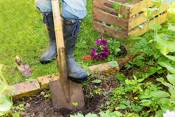 istock Woman with spade in a garden 472388050