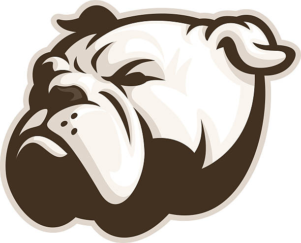 ilustraciones, imágenes clip art, dibujos animados e iconos de stock de mascota bulldog blanco - bulldog