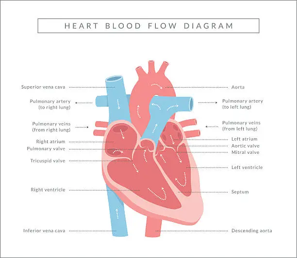 Vector illustration of Heart Blood Flow