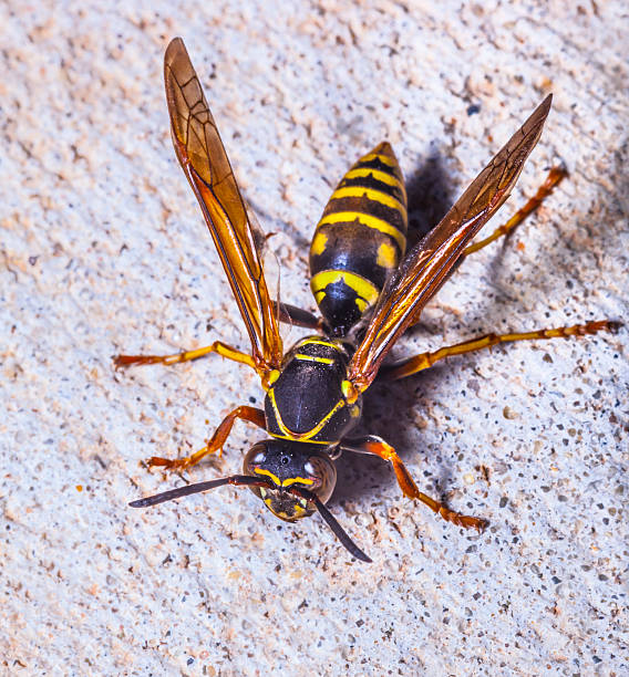 istock Nasty Wasp Insect Pest 472390958